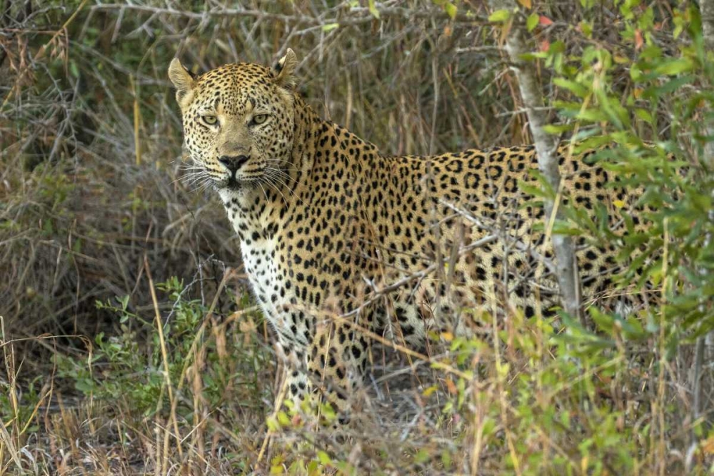 South Sabi Sabi Private Game Reserve